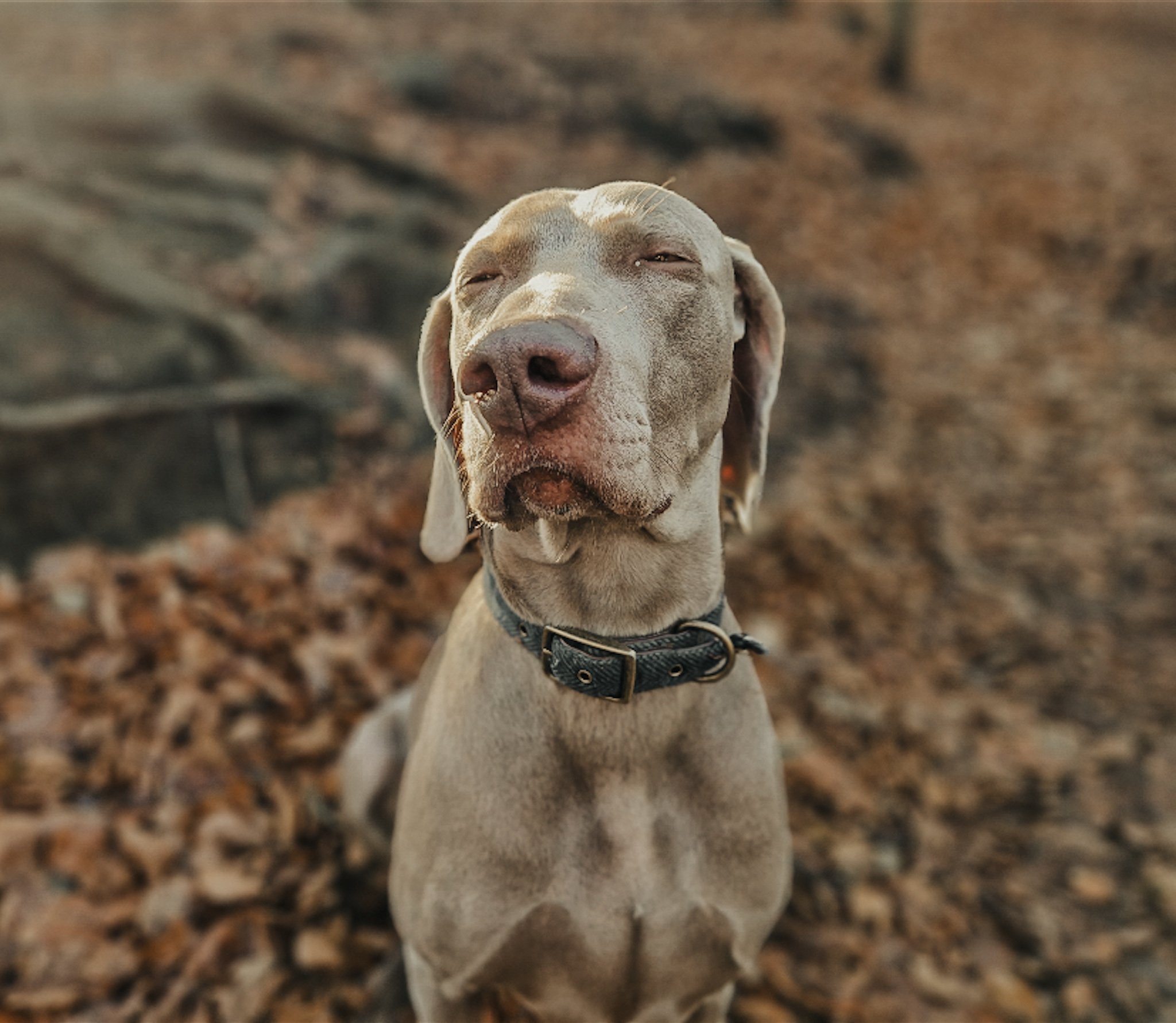 A Weimaraner dog with a relaxed expression standing outdoors on fallen leaves.