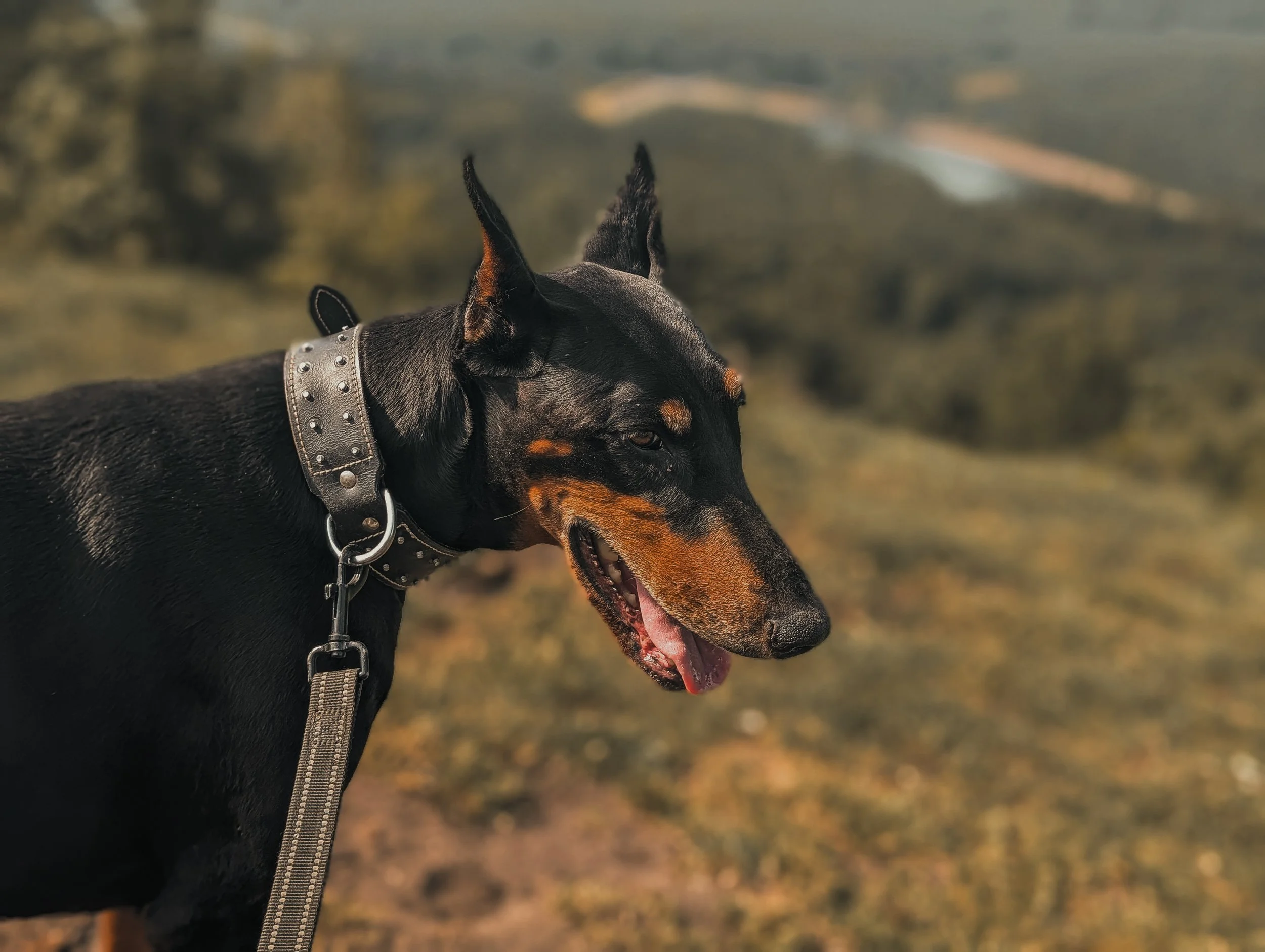 Close-up of a Doberman dog wearing a black leather collar with metal studs, outdoors on a grassy field with blurred background.