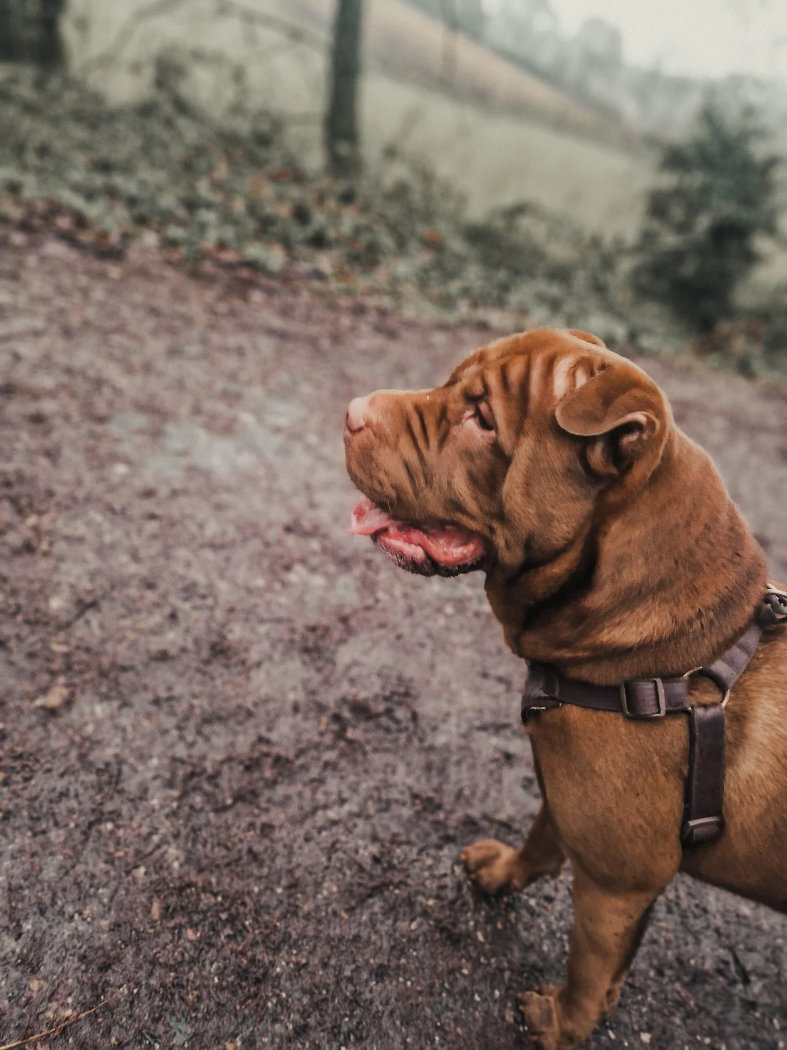 A brown dog with wrinkles and a harness sitting outdoors on a dirt path, with a blurred natural background.