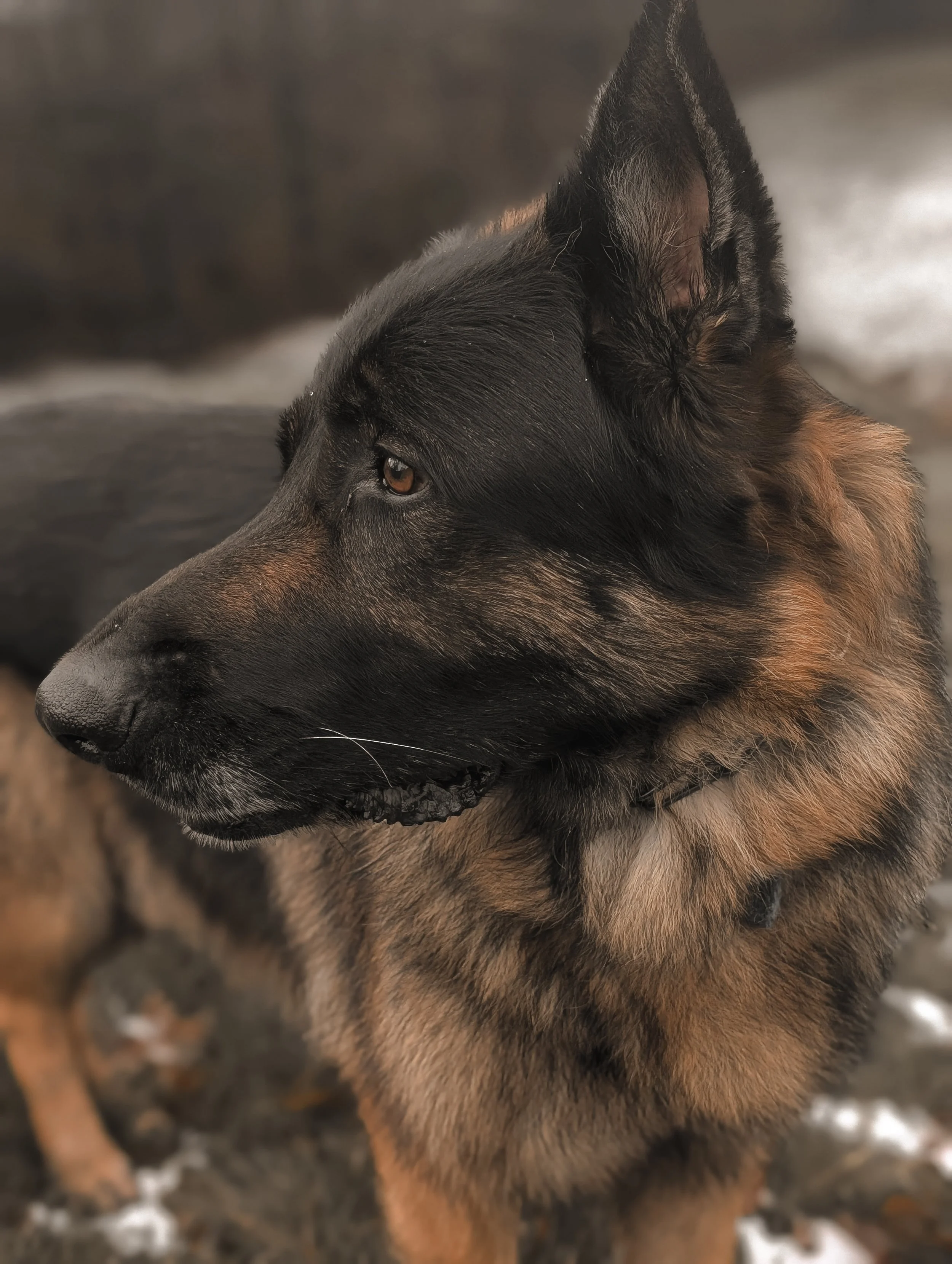 Close-up side profile of a German Shepherd dog's face, showing black and tan fur, pointed ears, and brown eyes outdoors on a muddy ground with patches of snow.