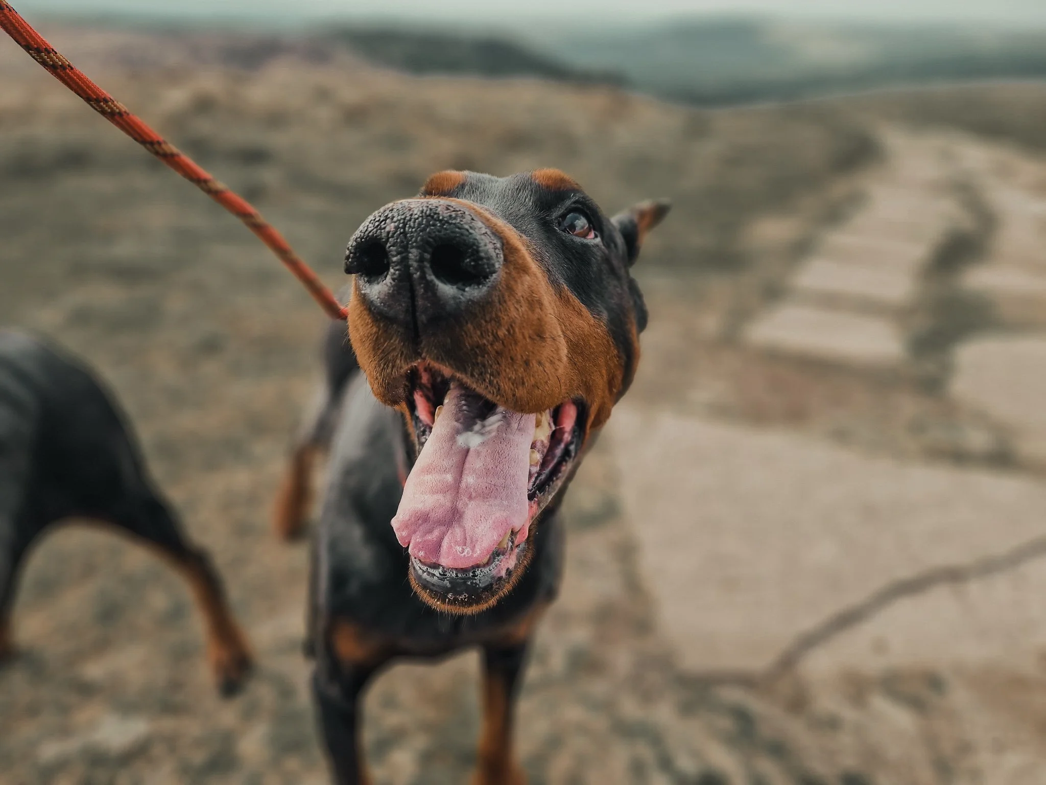 Close-up of a happy Doberman dog with its mouth open, tongue out, on a leash outdoors.
