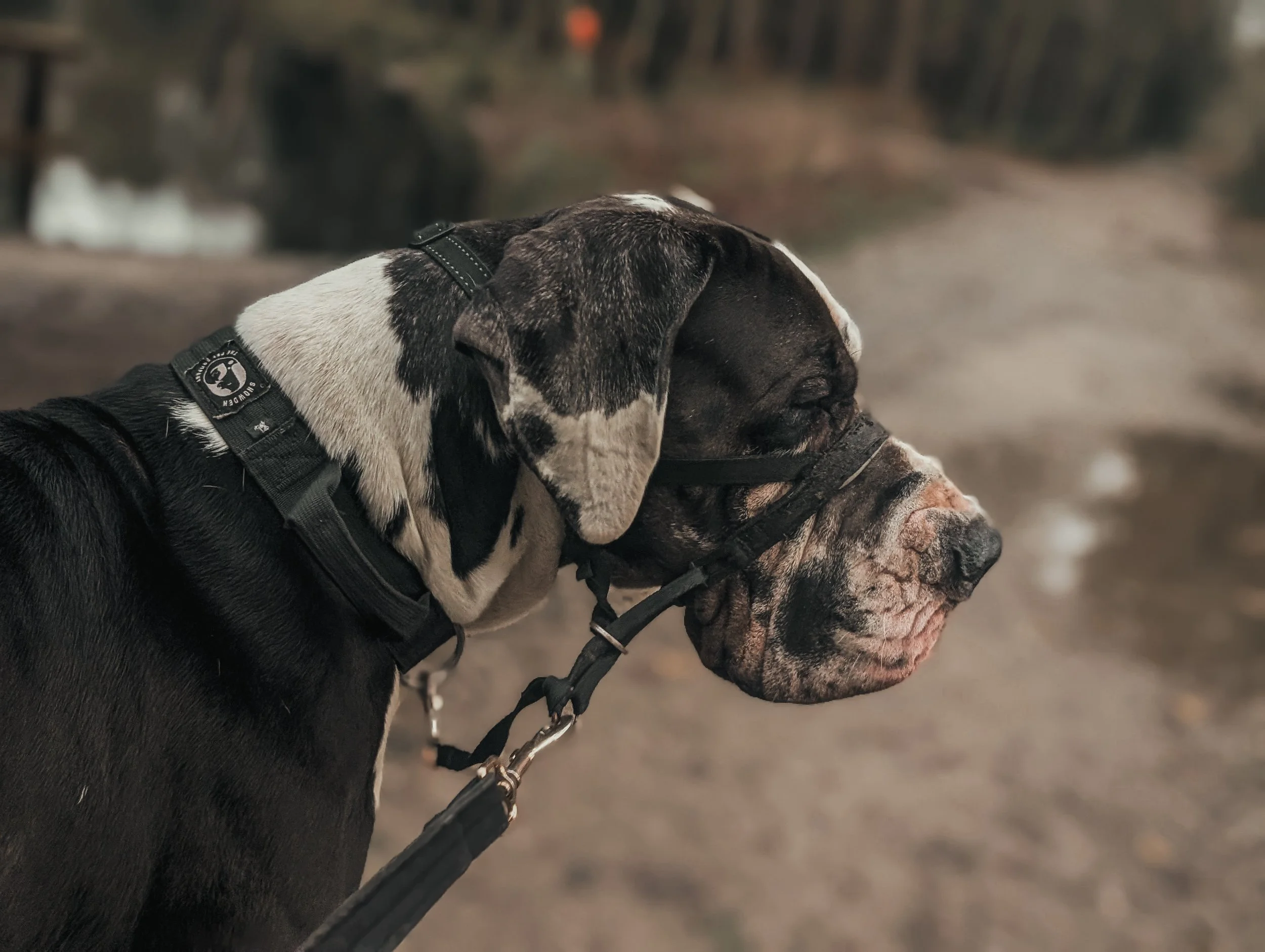 A close-up side profile of two large dogs, one with a black and white coat and the other with a brindle coat, wearing harnesses, outdoors on a dirt path with trees in the background.