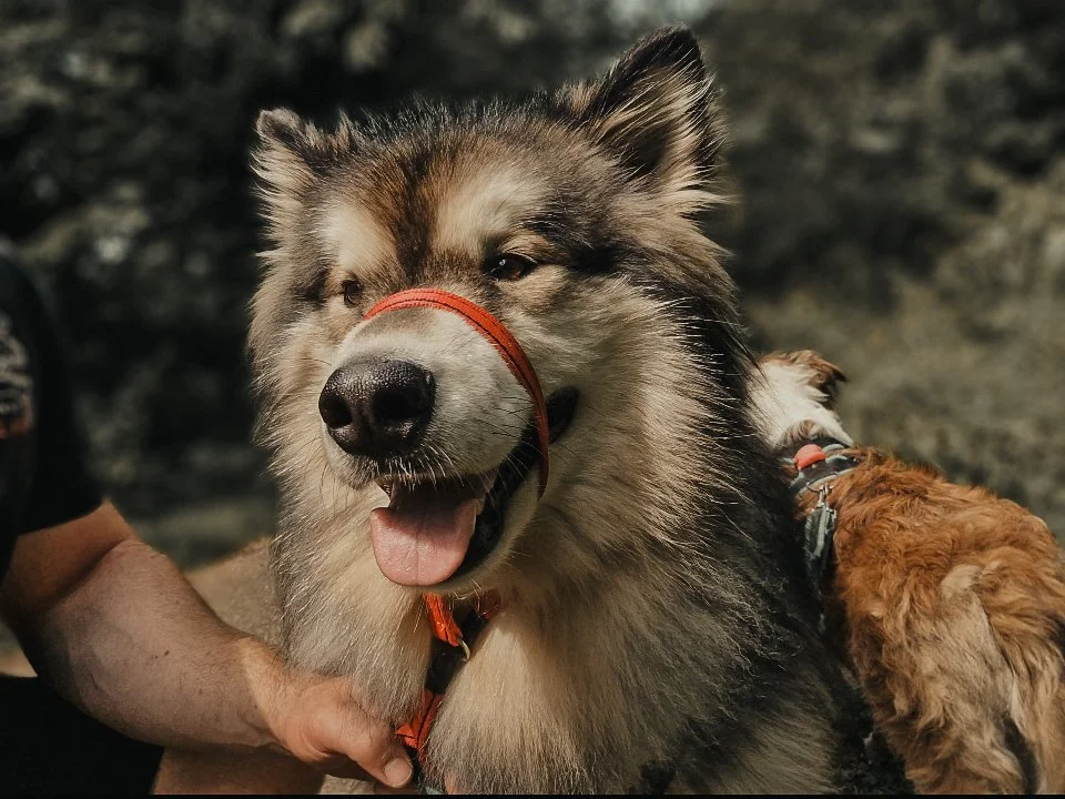 A happy husky dog with a red ring on its nose, being held by a person, outdoors with a blurred rocky background.
