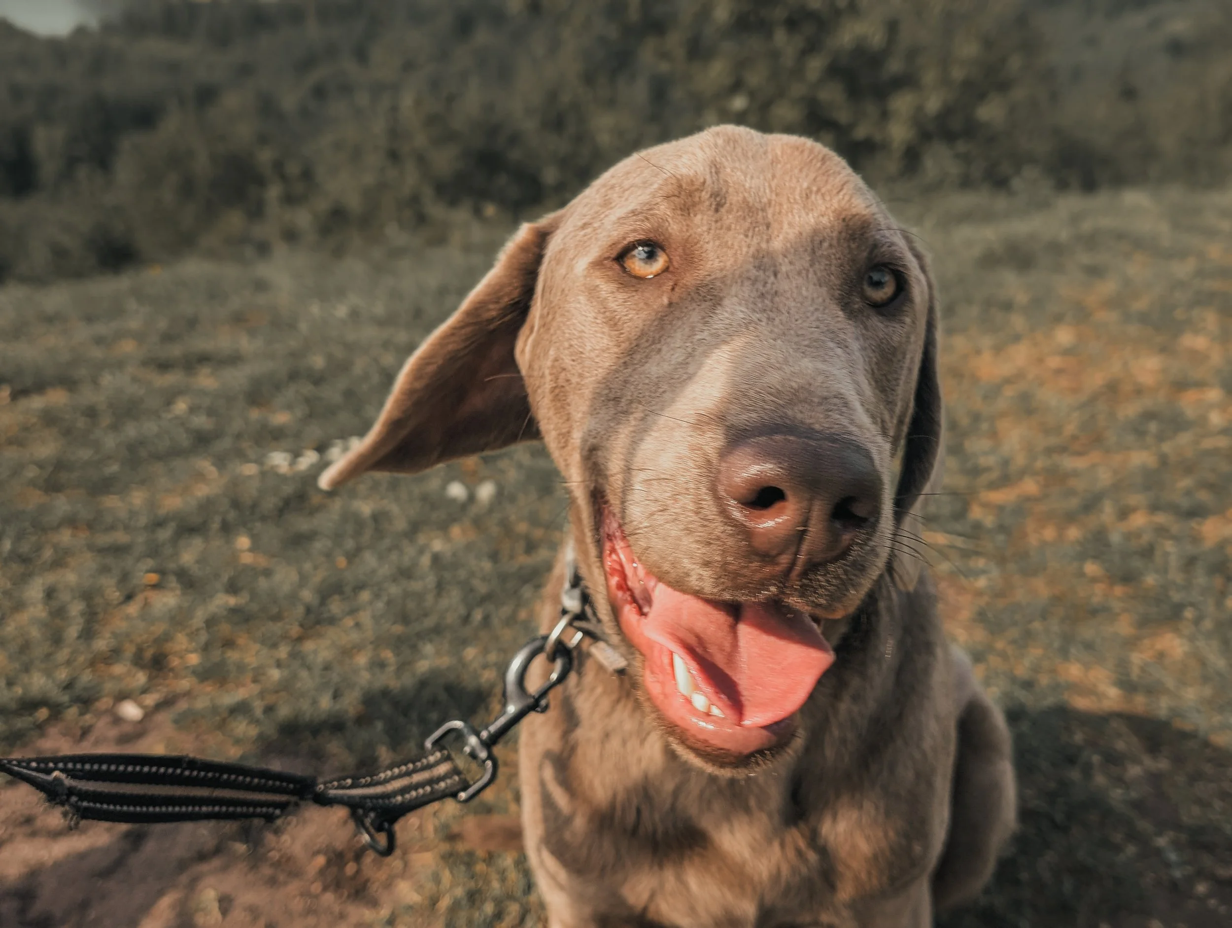 Close-up of a happy brown dog with light fur, sitting outdoors on grass, wearing a collar attached to a leash, with an open mouth and tongue slightly hanging out.