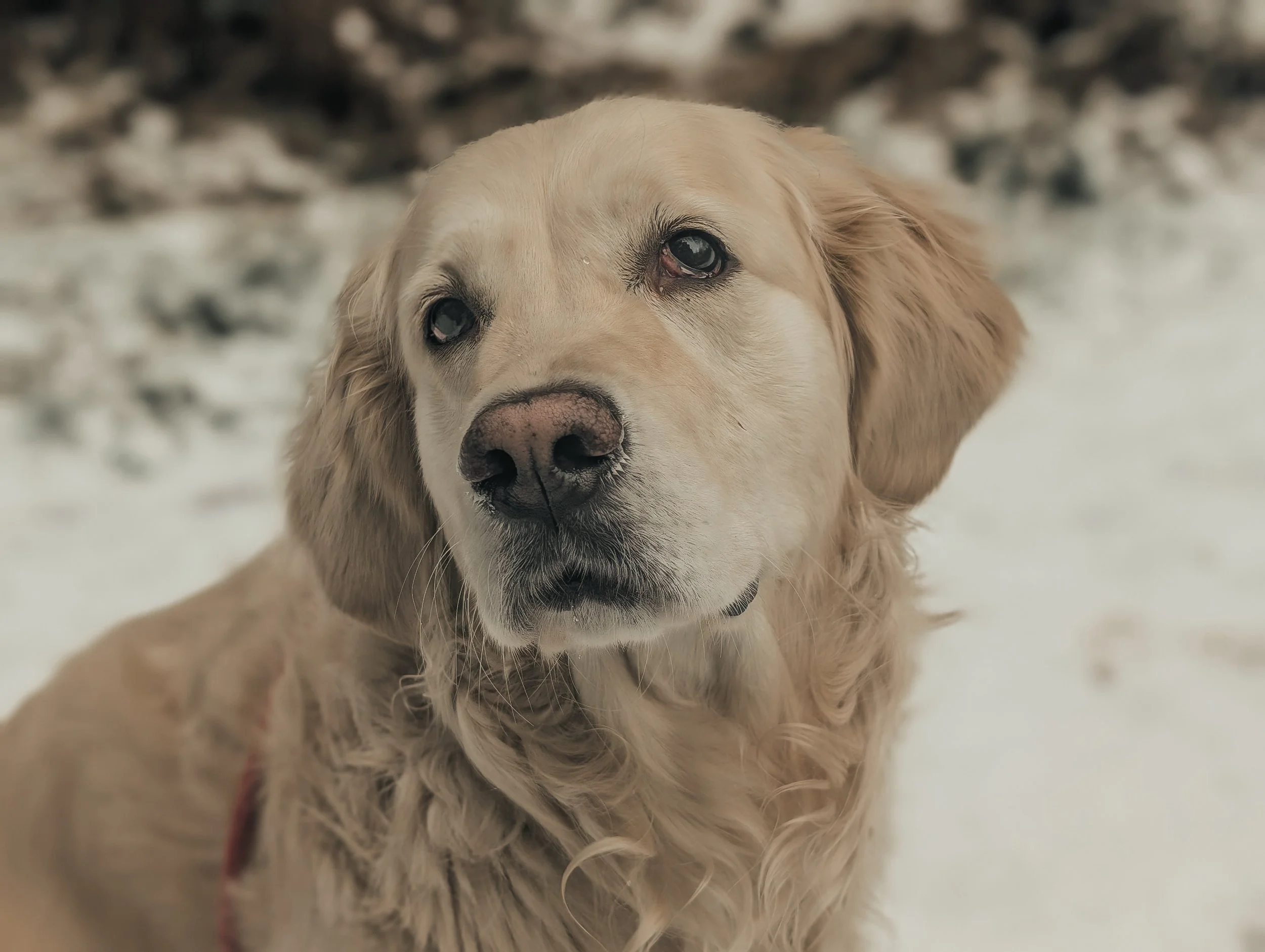 Close-up of a golden retriever dog with wet nose, looking at the camera, in a snowy outdoor setting.