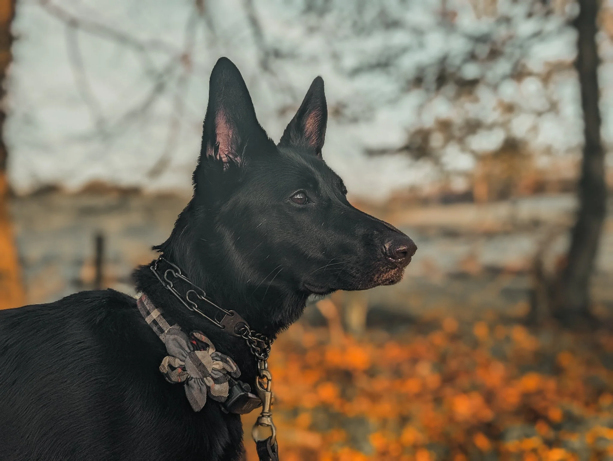 A black dog with pointy ears wearing a floral-patterned bandana and chain collar, outdoors with fall foliage in the background.