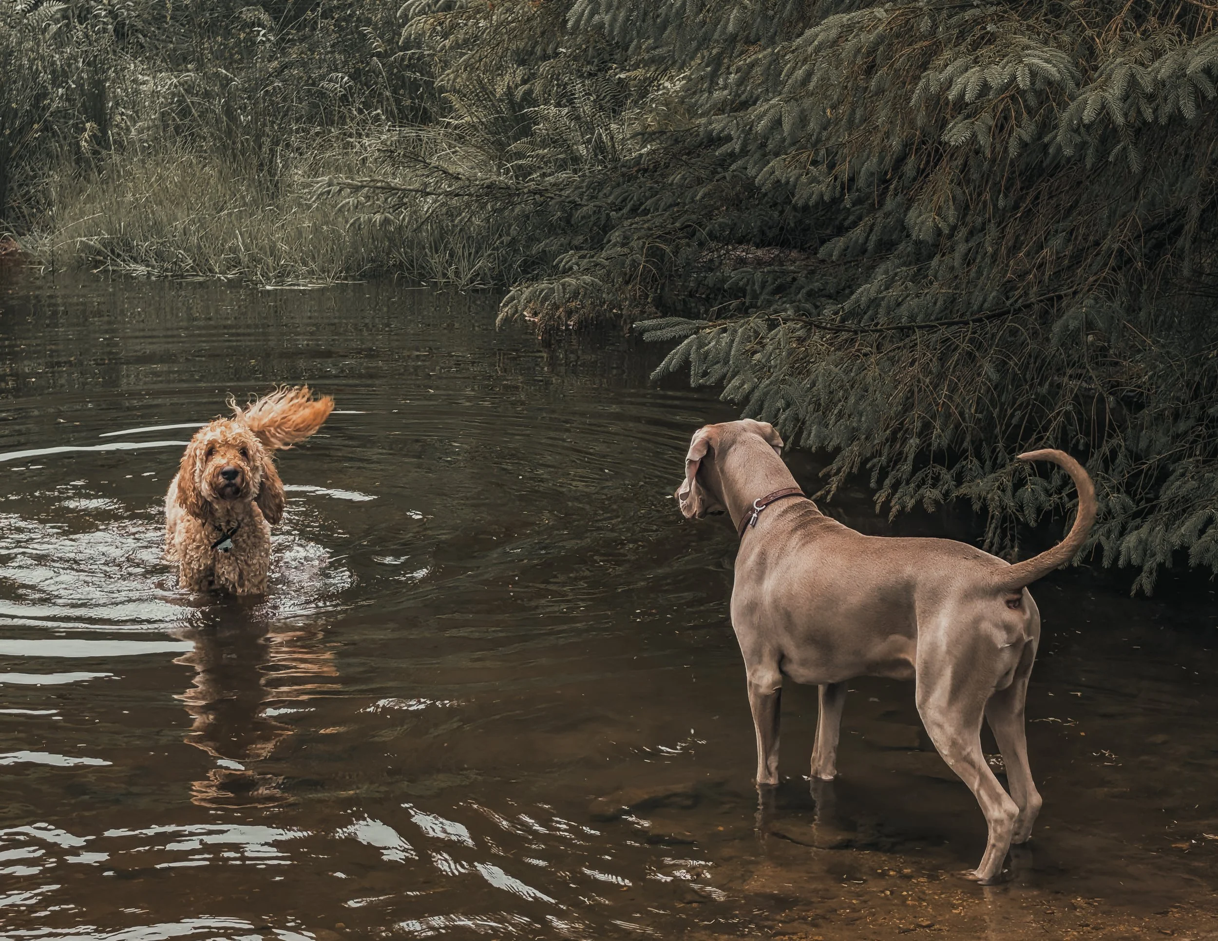 Two dogs, one golden retriever puppy, and one larger, gray dog, playing in a shallow creek with trees and greenery in the background.