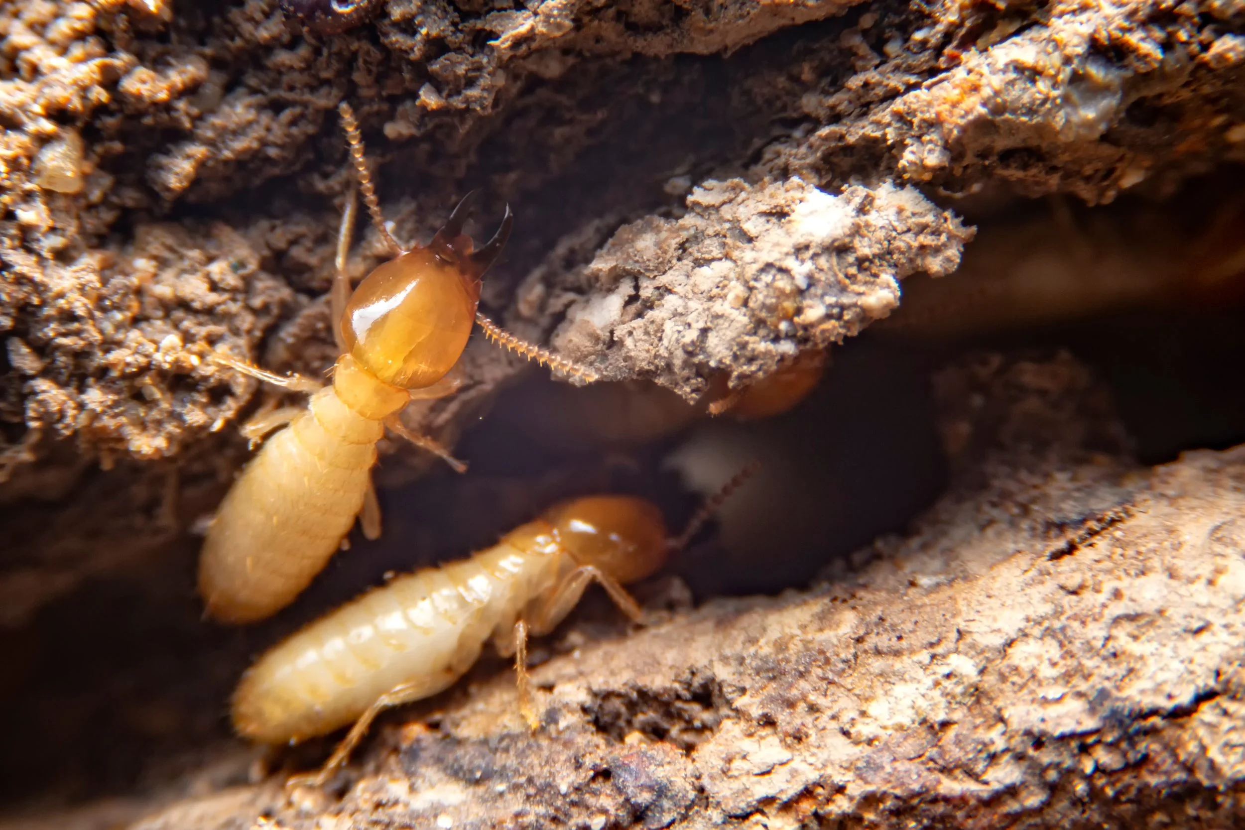 Signs of Termites: 9 Warning Signs You Should Never Ignore