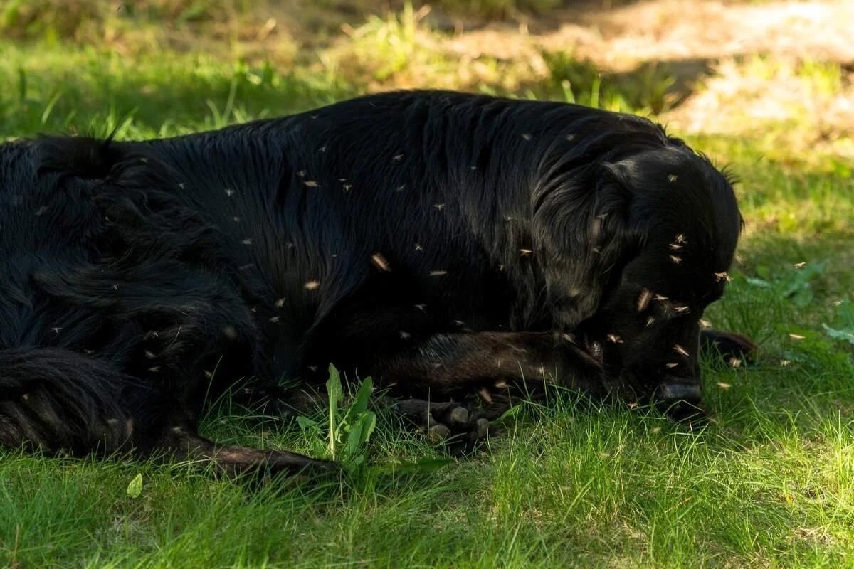 Do Mosquitoes Bite Dogs? Everything You Need to Know