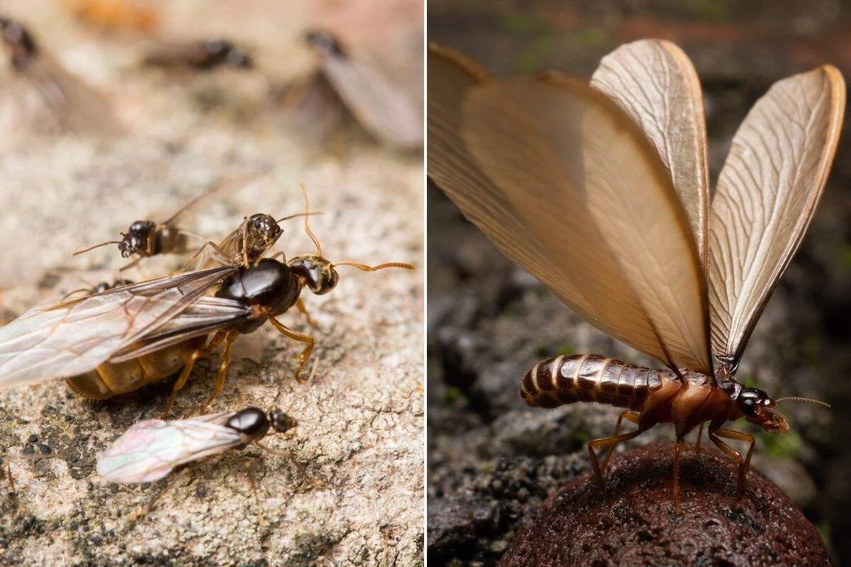 Flying Ants vs Termites: How to Tell the Difference Before They Damage Your Home