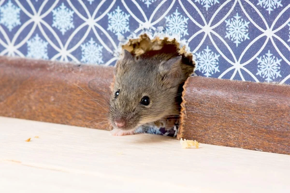 How to Get Rid of Mice in Walls for Good