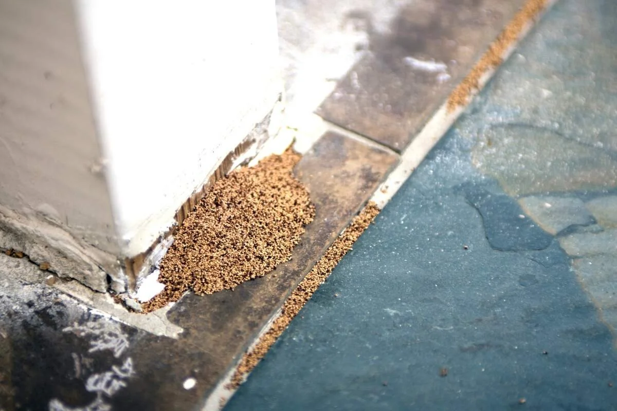 signs of termites