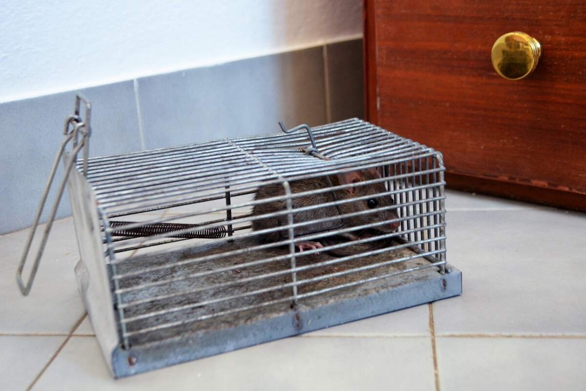 how to get rid of mice in walls
