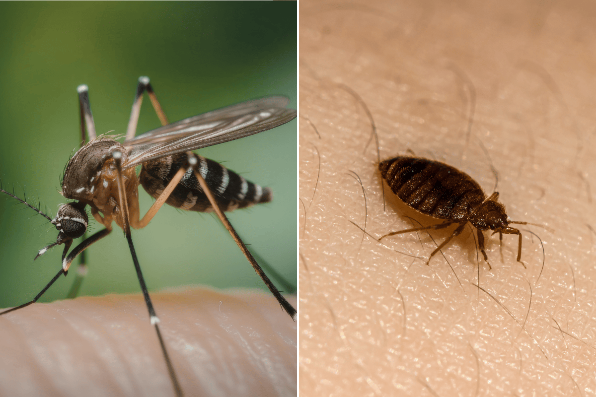mosquito bite vs bed bug bite