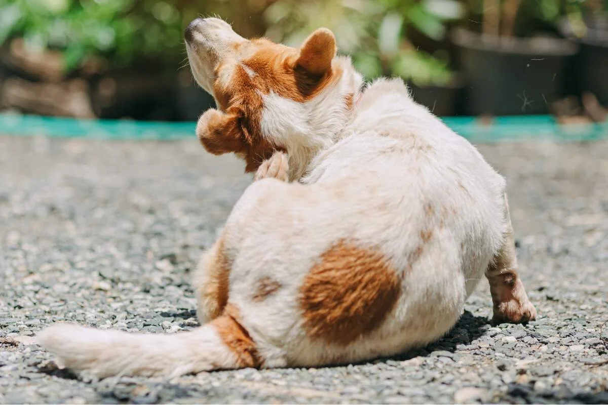 do mosquitoes bite dogs