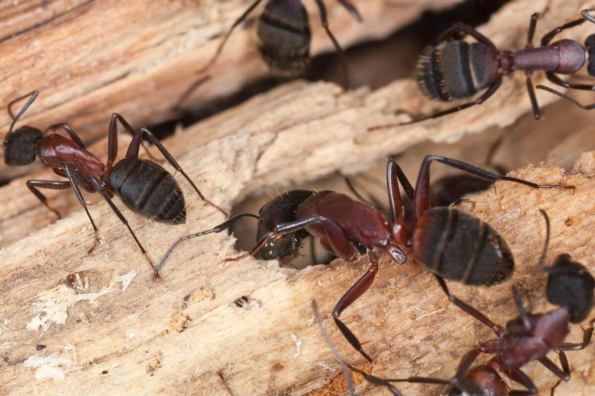 flying ants vs termites