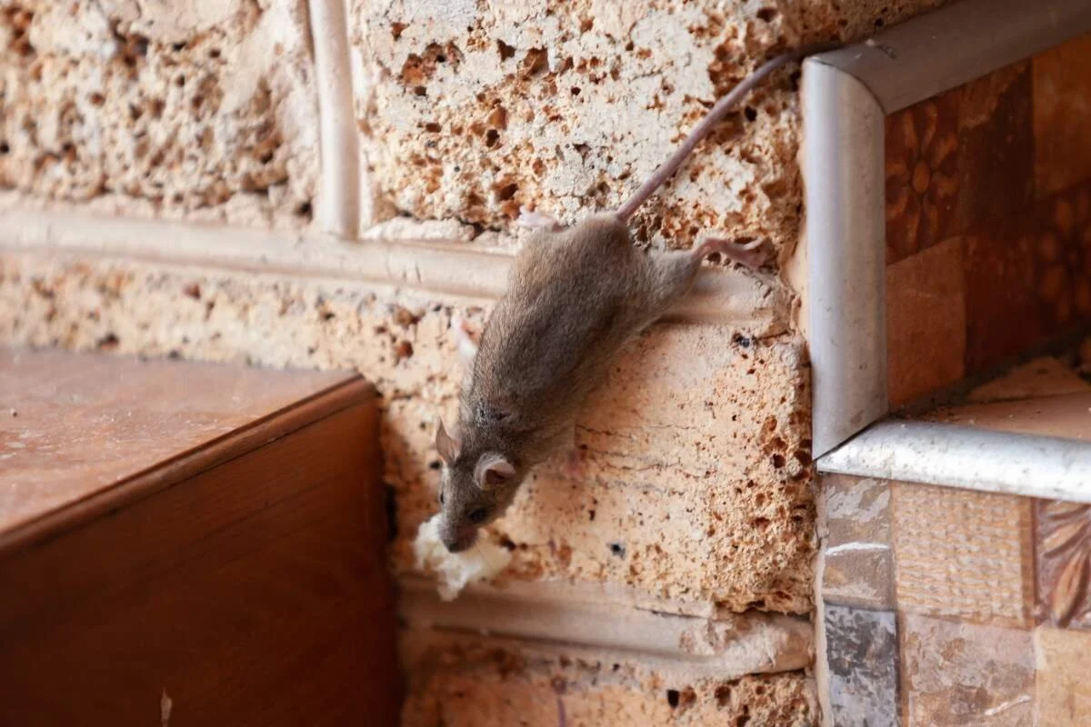 how to get rid of mice in walls