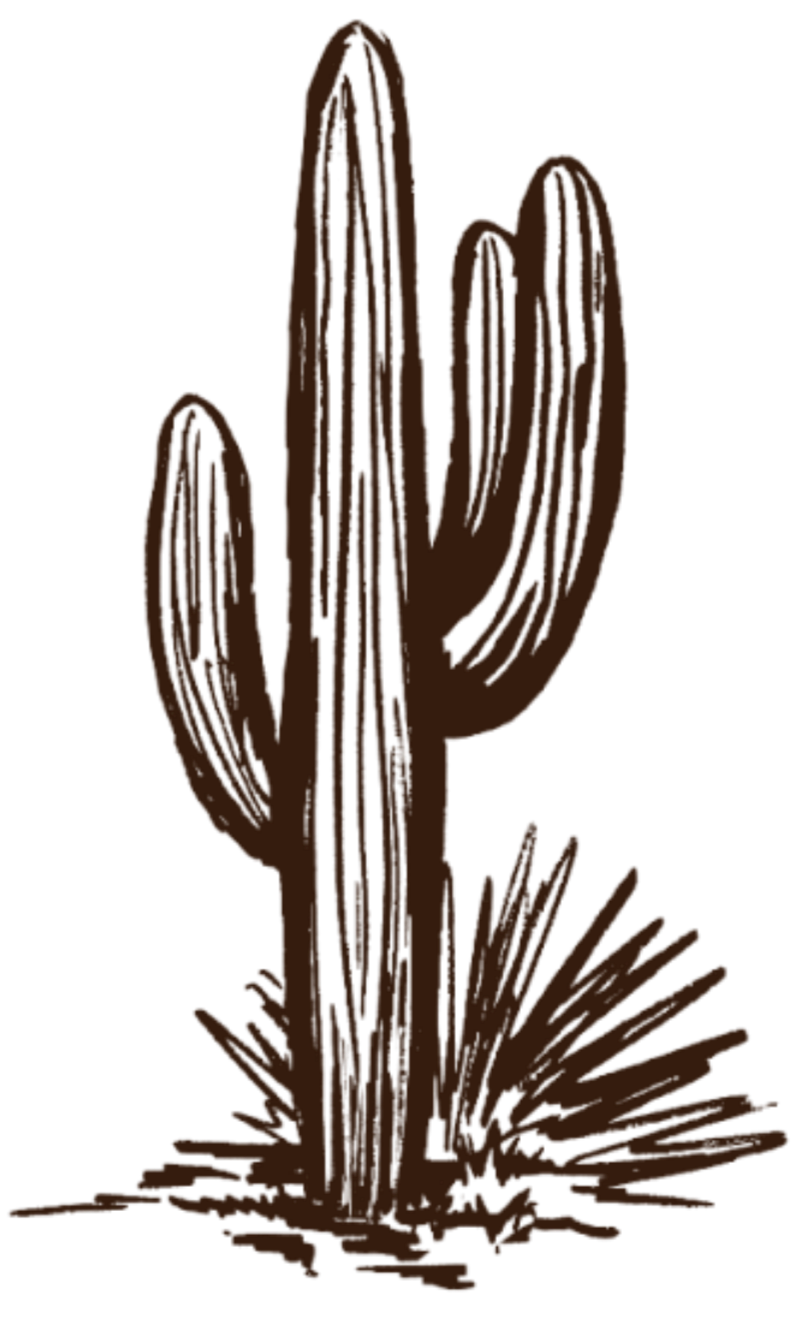 Hand drawn illustration of a Saguaro cactus at Cat Mountain