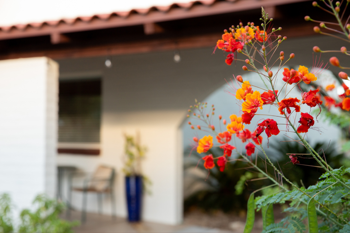 Mexican Bird of Paradise flowering outside of The Casitas