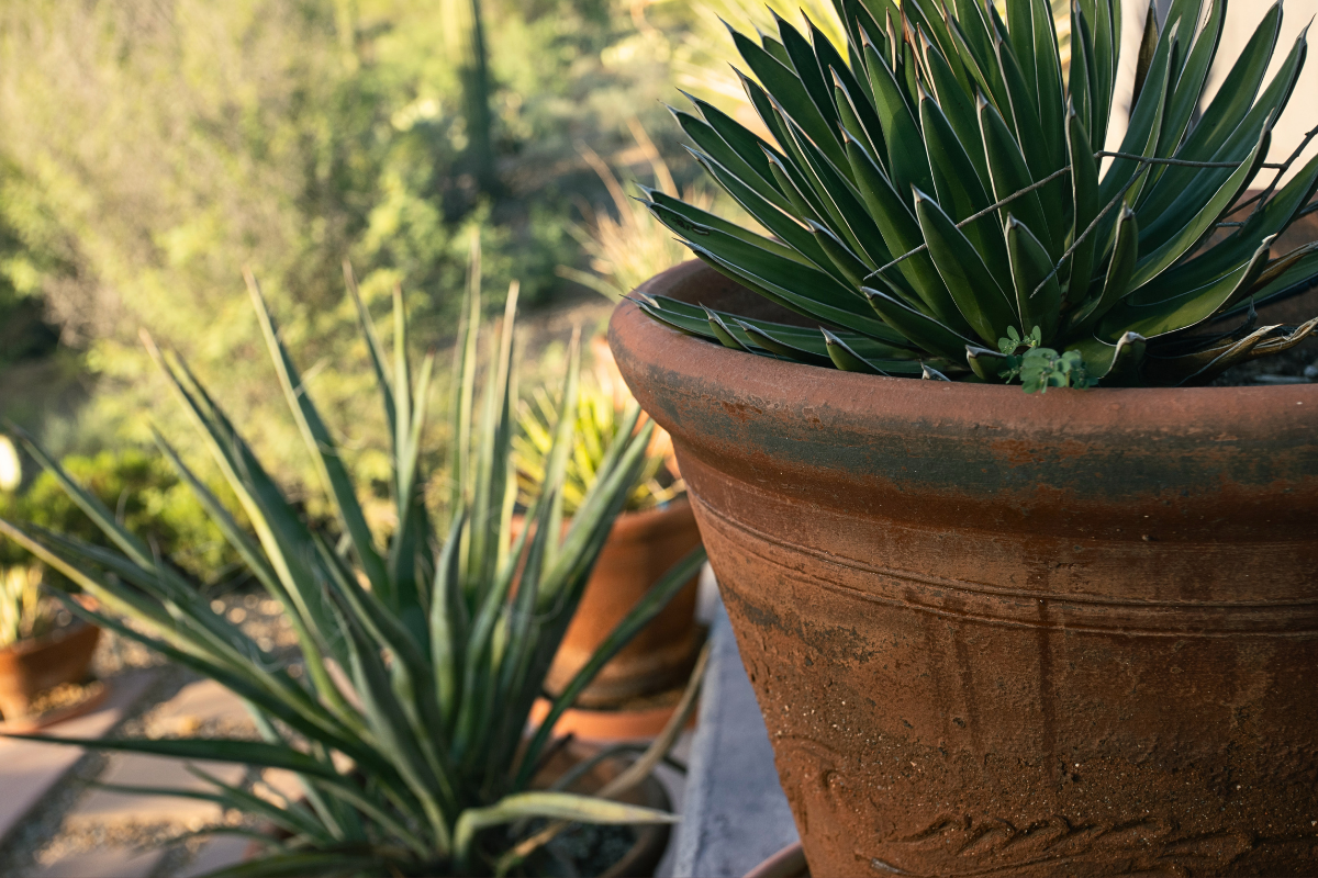 Cacti and succulents on the cactus pyramid at The Inn, much like the one built by Diego Rivera for Frida Kahlo