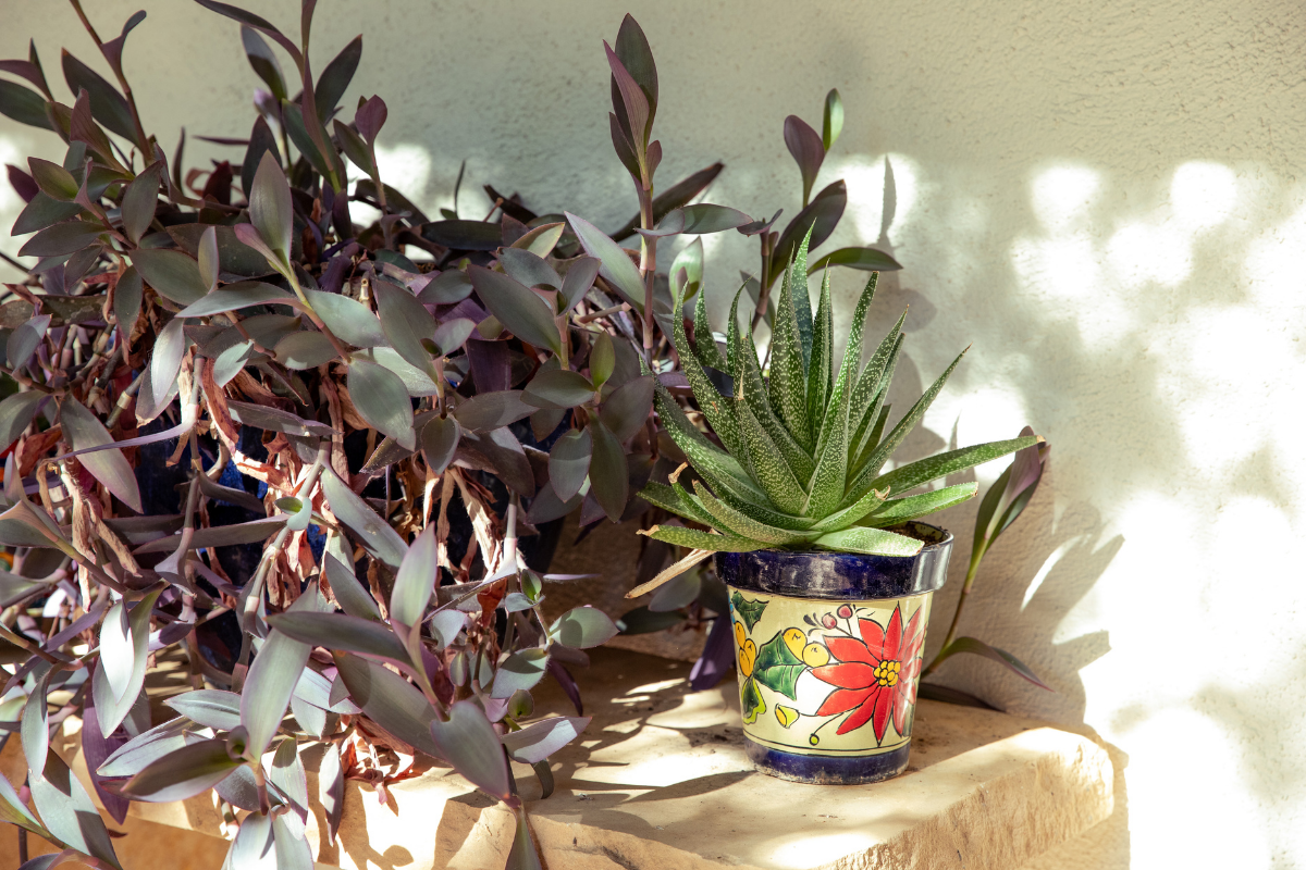 Stems of a Purple Heart plant next to an aloe in a hand painted Talavera pot.