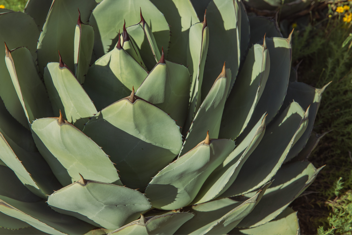 Agave plant with pale rosette leaves