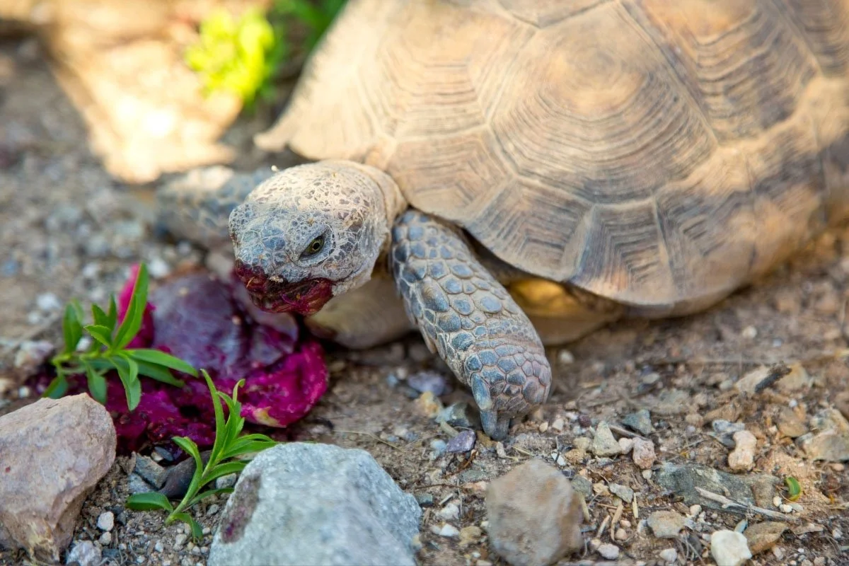 Resident desert tortoise Juanita Wayne eating the vibrant fruit from a Prickly Pear cactus