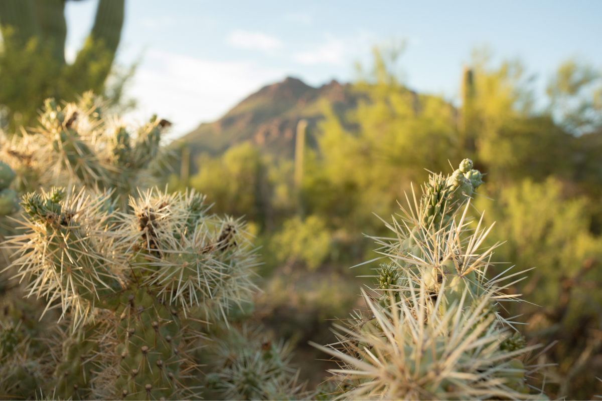 A close up of Jumping Cholla and creosote with Cat Mountain in the distance