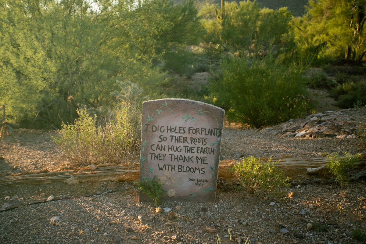A tombstone in front of a fallen Saguaro cactus