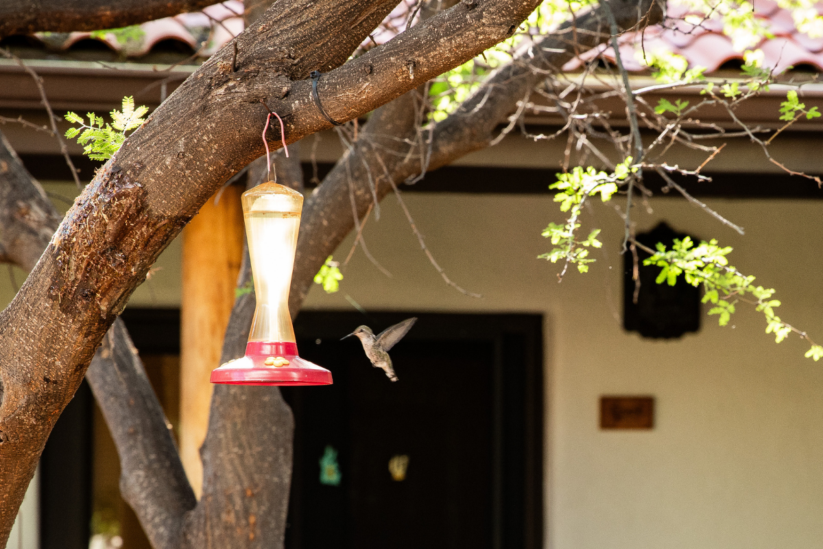 A hummingbird enjoying one of our many feeders at The Lodge