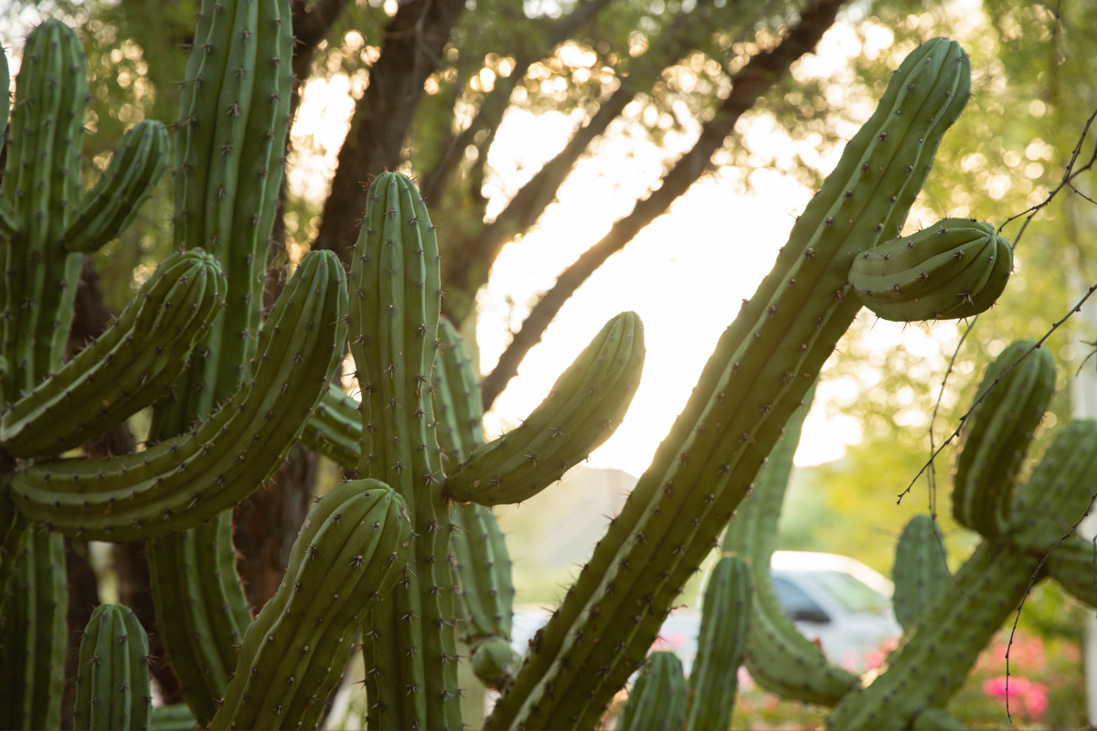 Totem Pole cactus growing outside The Lodge
