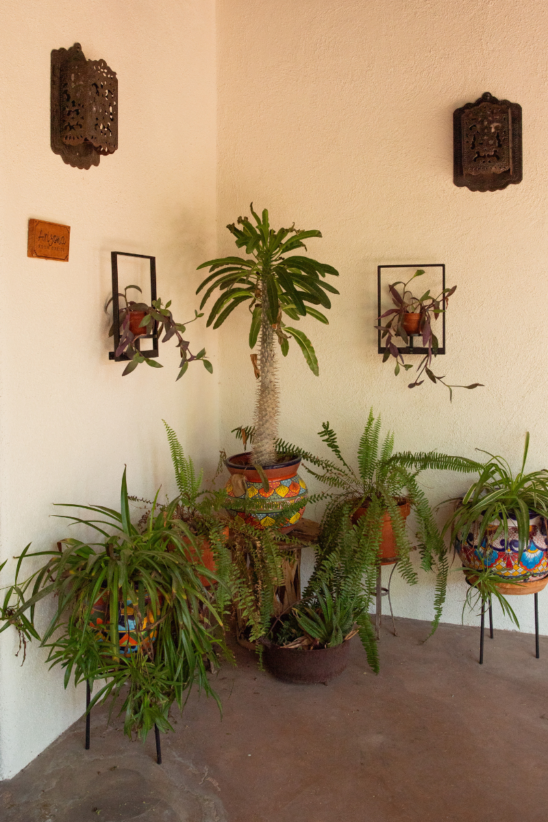 A Madagascar Palm and other desert plants in beautiful Talavera pots