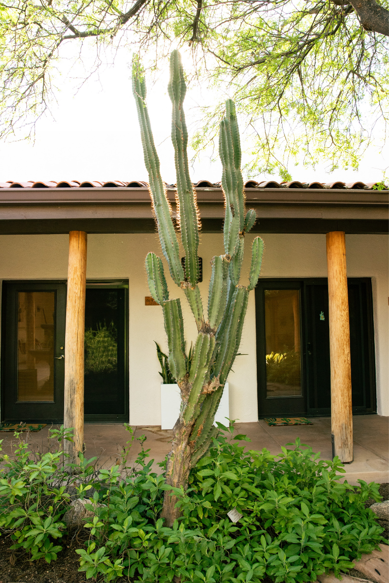 Totem pole cactus standing tall in The Lodge courtyard