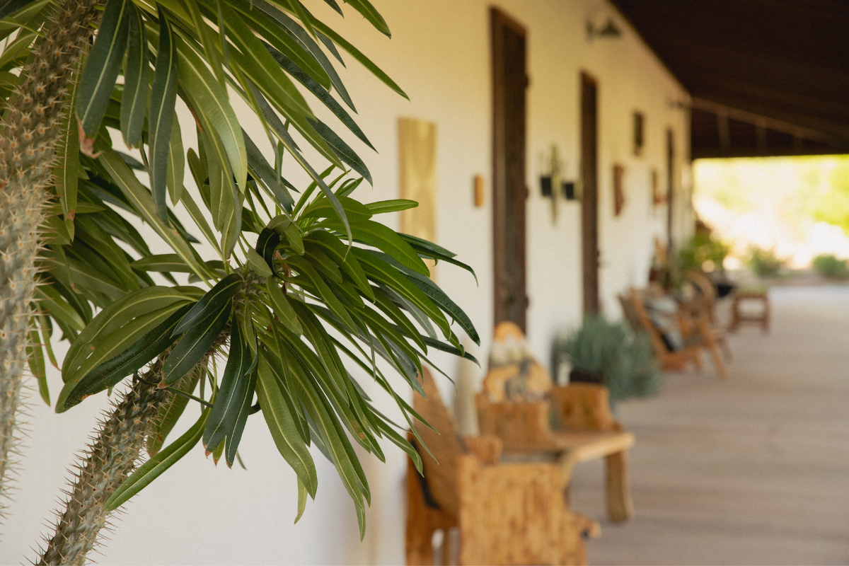 A Madagascar Palm and seating along the wraparound patio of The Inn