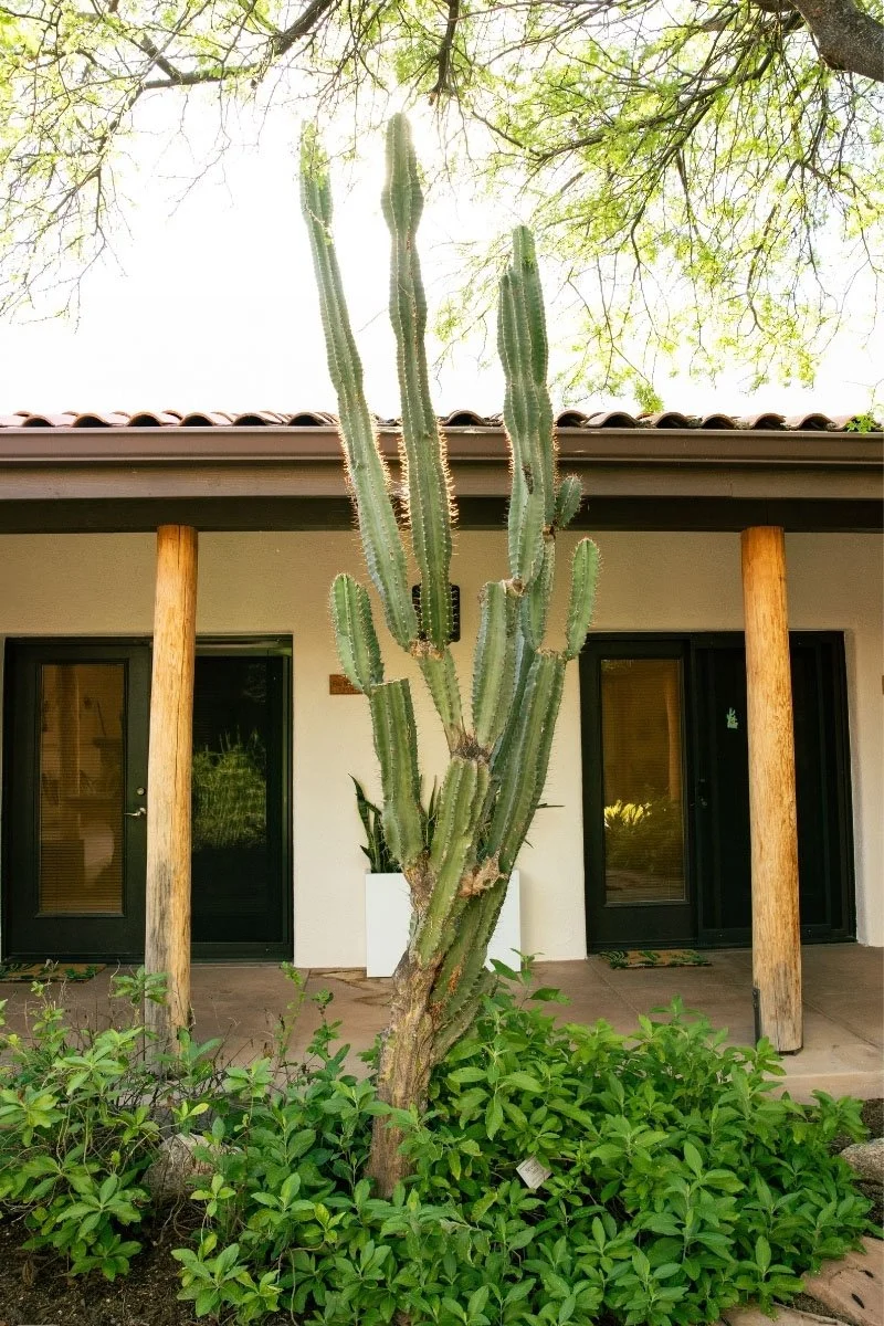 Totem pole cactus in The Lodge courtyard