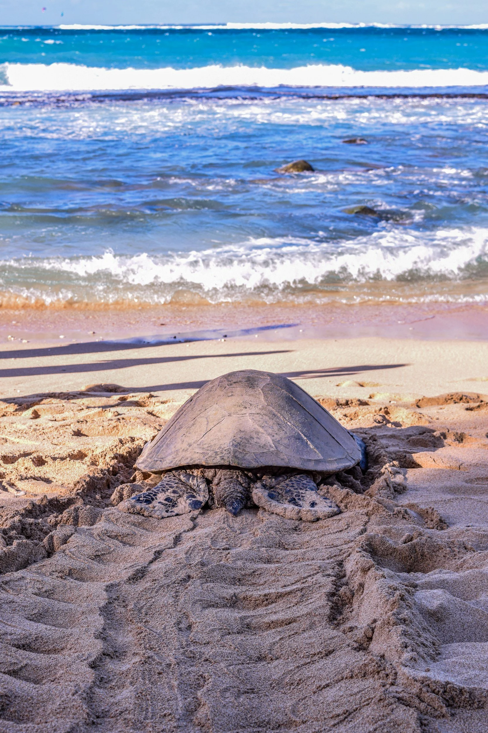 <p><strong>Hero Image Alt Text:</strong> Sea turtle tracks lead from a fresh nest toward the Pacific Ocean as the mother returns to sea in ZProminent flipper tracks left by a nesting sea turtle on the sand, used for locating nests in Zihuatanejo.