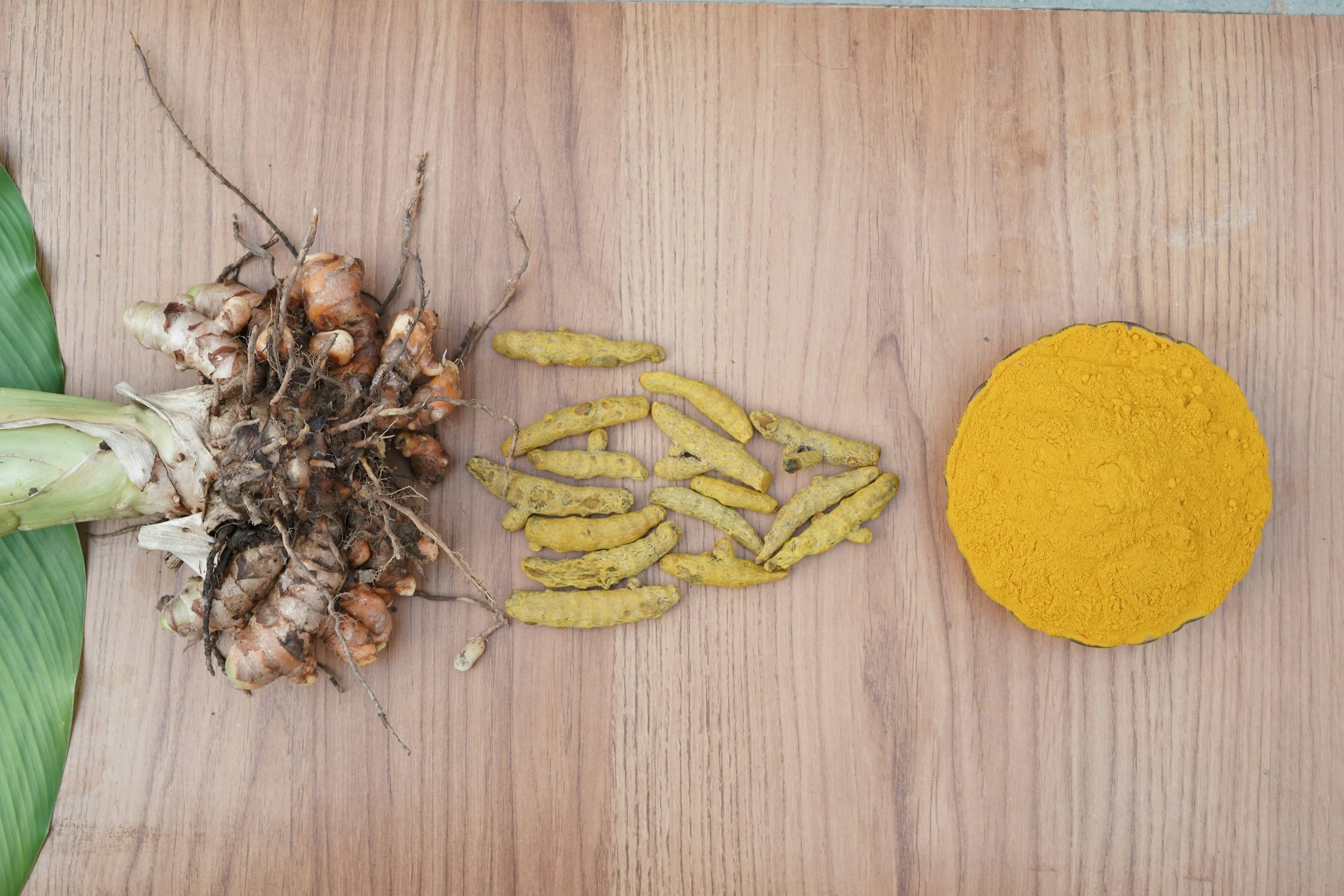 Local women cooperative harvesting organic turmeric roots on a restored farm near Zihuatanejo