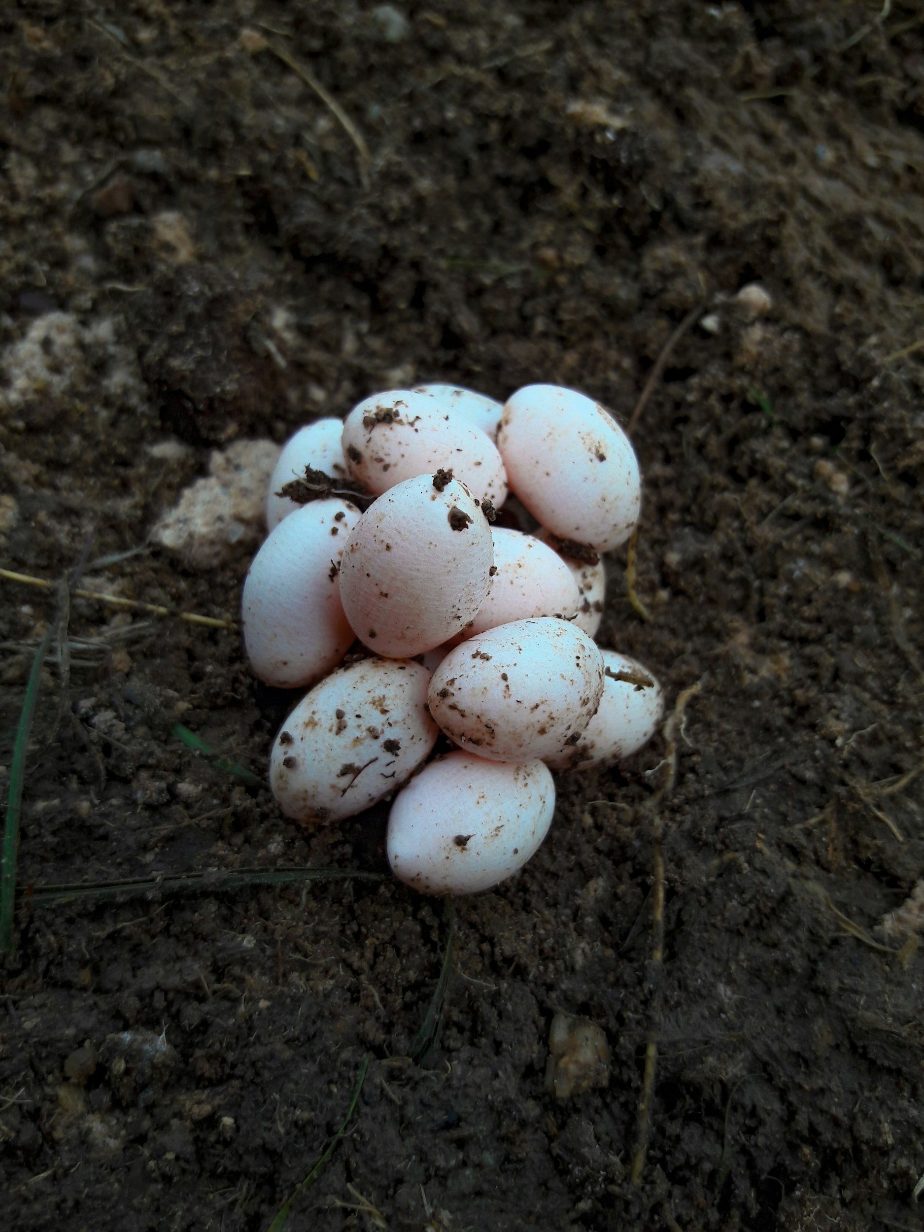 Cluster of white eggs in dark soil, dirt and small debris on the surface.
