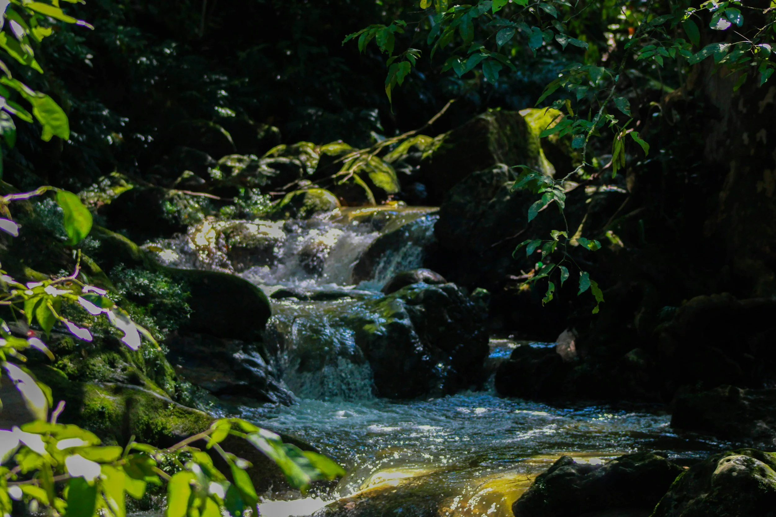 A small stream flowing through a lush green forest with sunlight filtering through the trees.