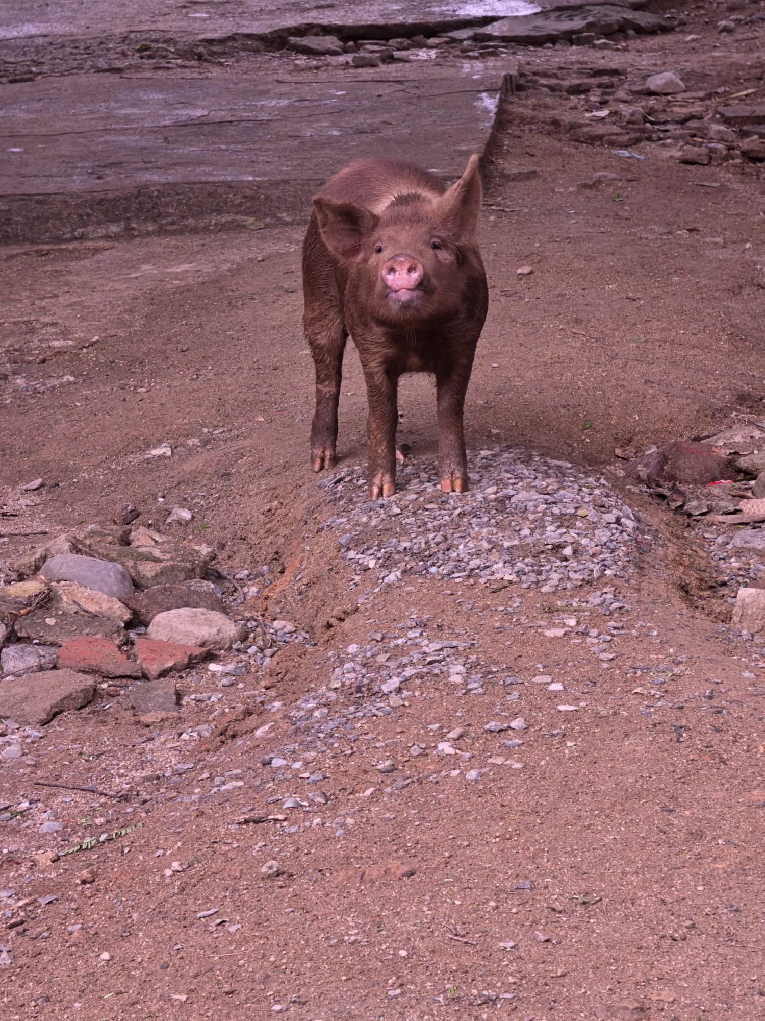 Pig.jpeg