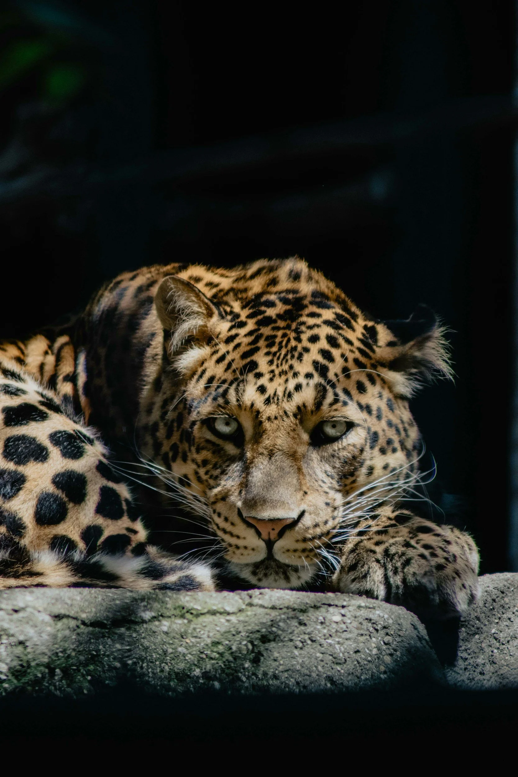 jaguar on mountain corridor