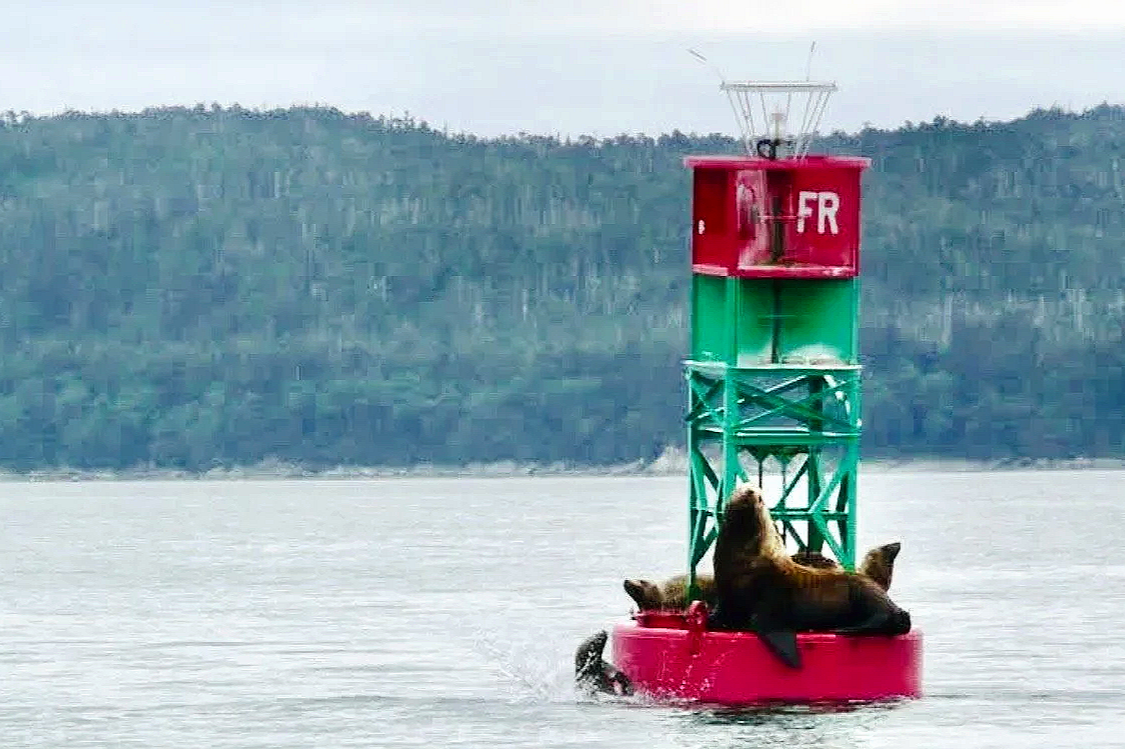 A buoy with a red top and a green bottom floats on water, with two sea lions resting on its pink base. In the background, there are forested hills and an overcast sky.