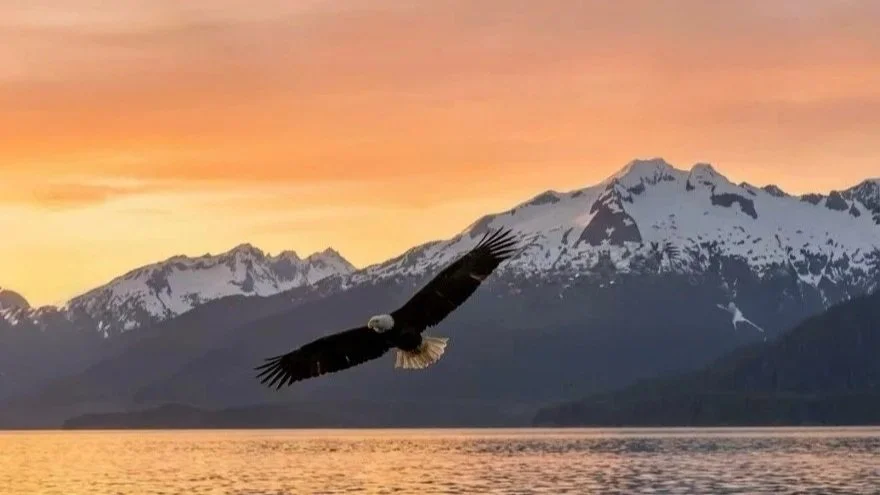 Eagles.jpg