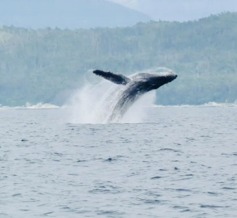 A whale breaching out of the water in a body of water with a distant shoreline and hills in the background.