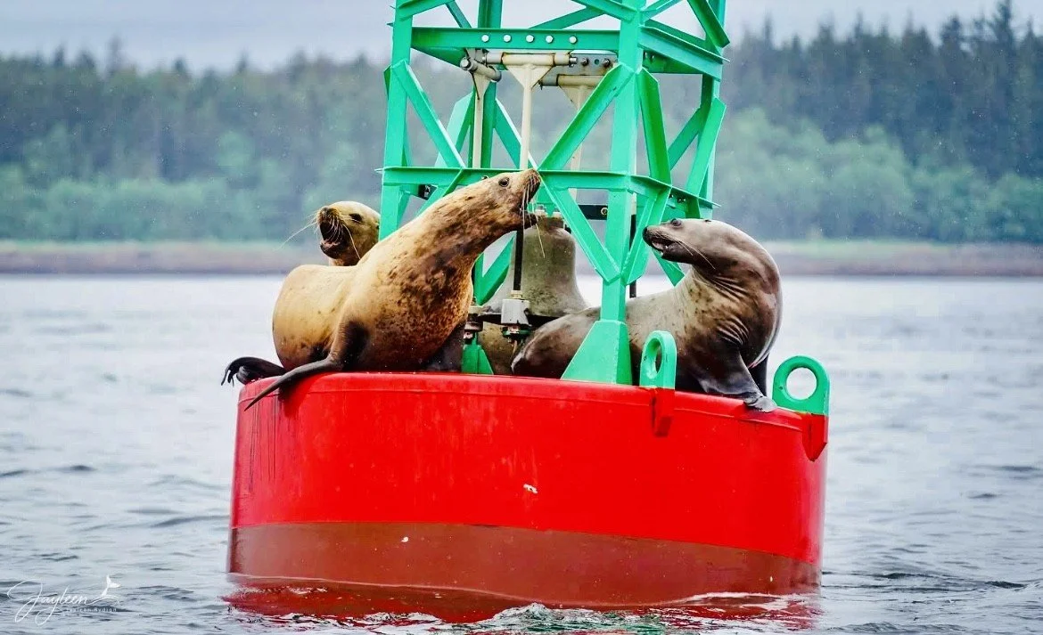 Juneau Whale Watching & Sightseeing (3 Hours) Entire Boat (Up To 6 People)