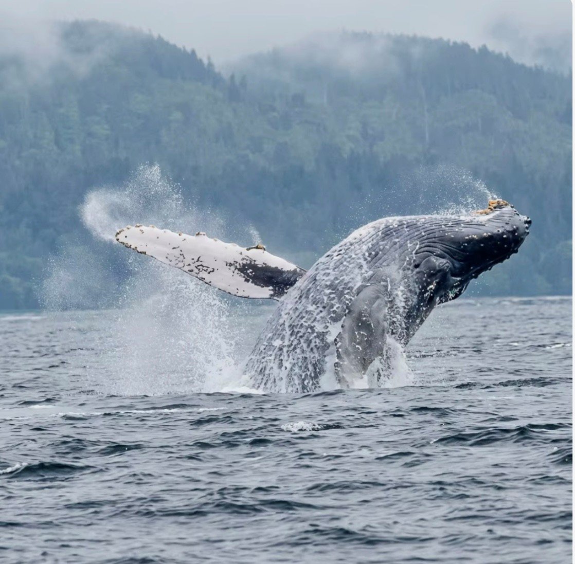 Humpback Whale.jpg