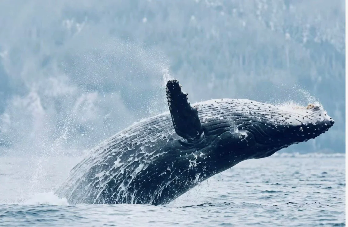 Whale Watching.jpg
