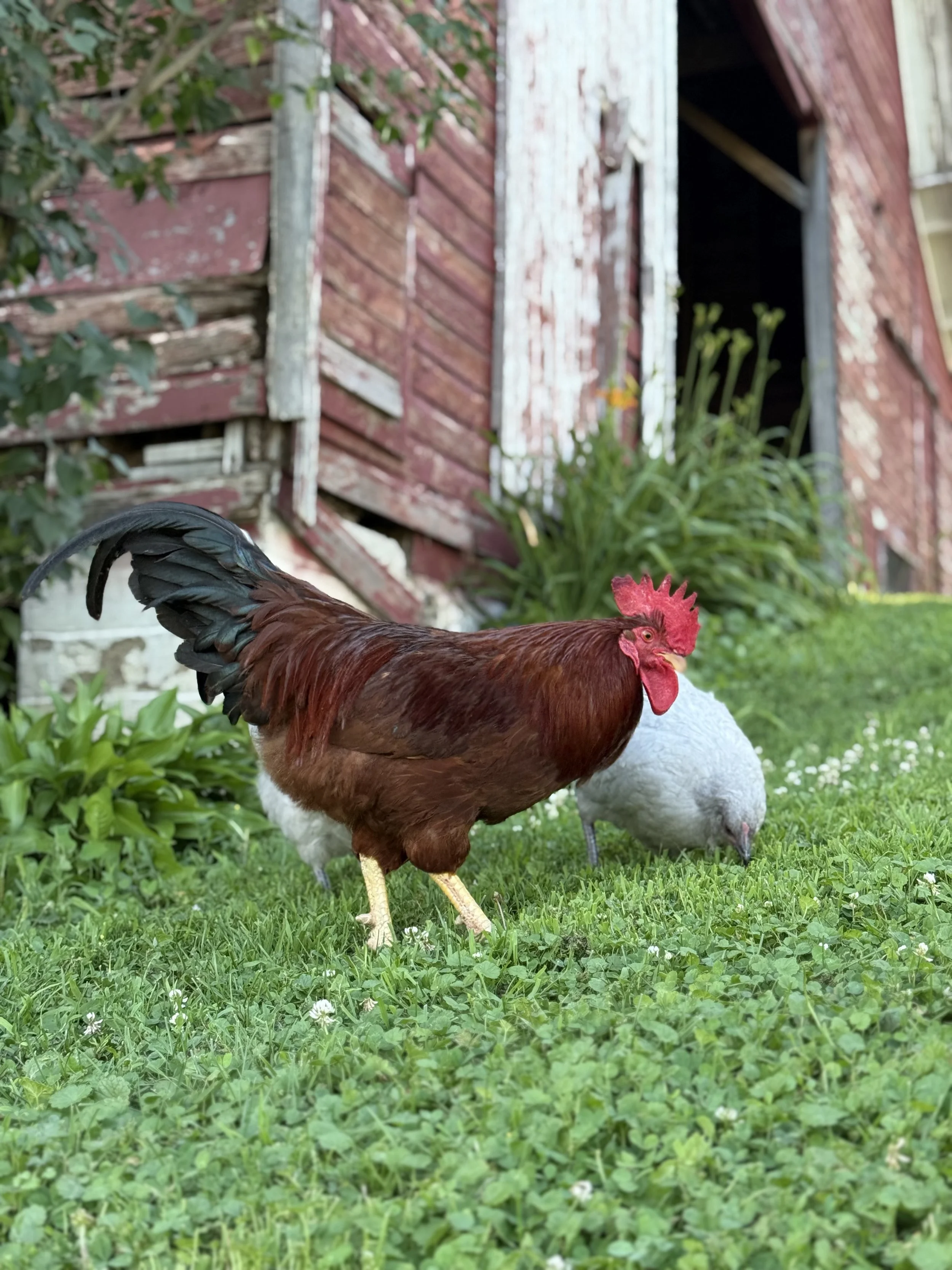 Choosing the Perfect Chicken Breed for Your Needs