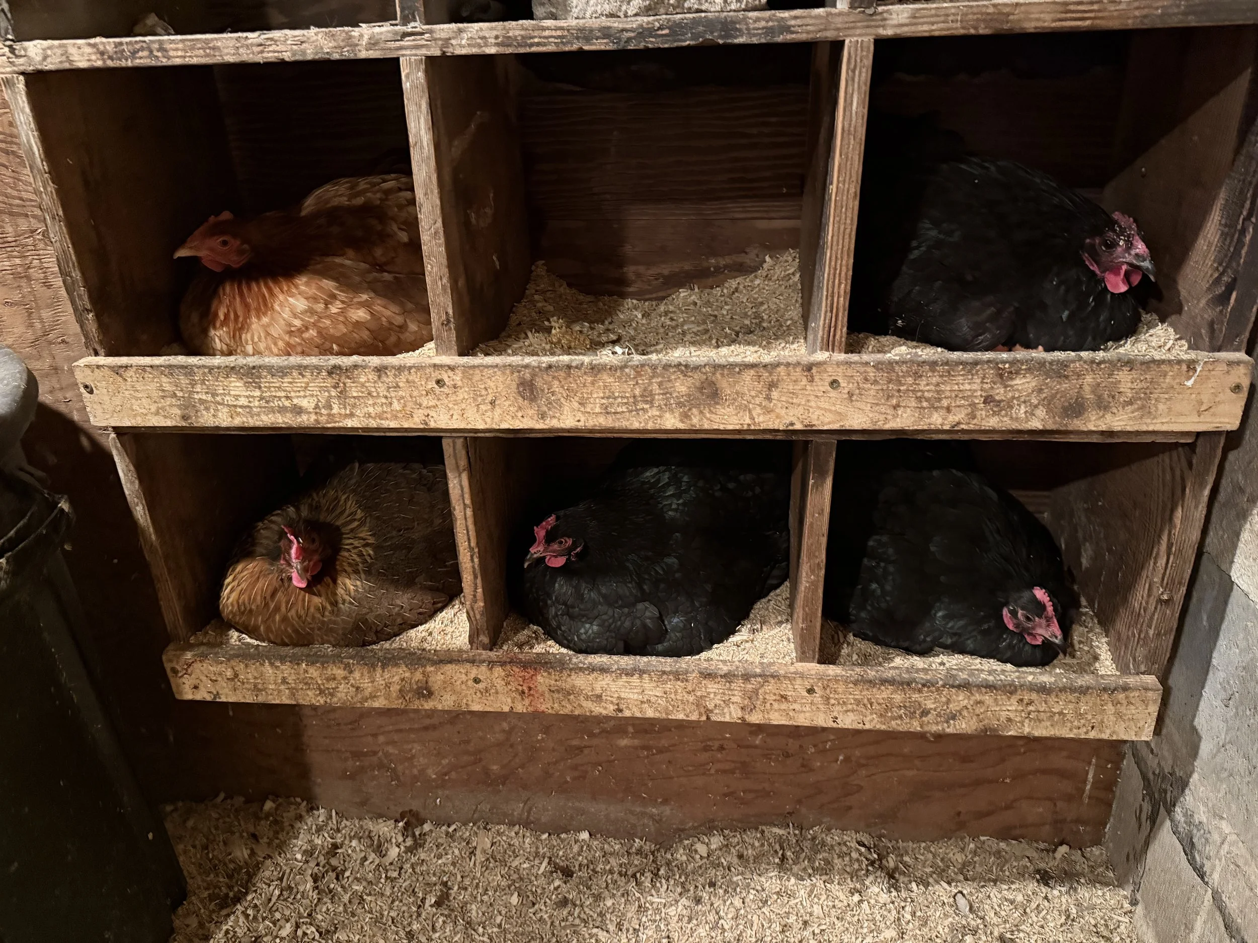 The Indispensable Necessities of a Well-Designed Chicken Coop