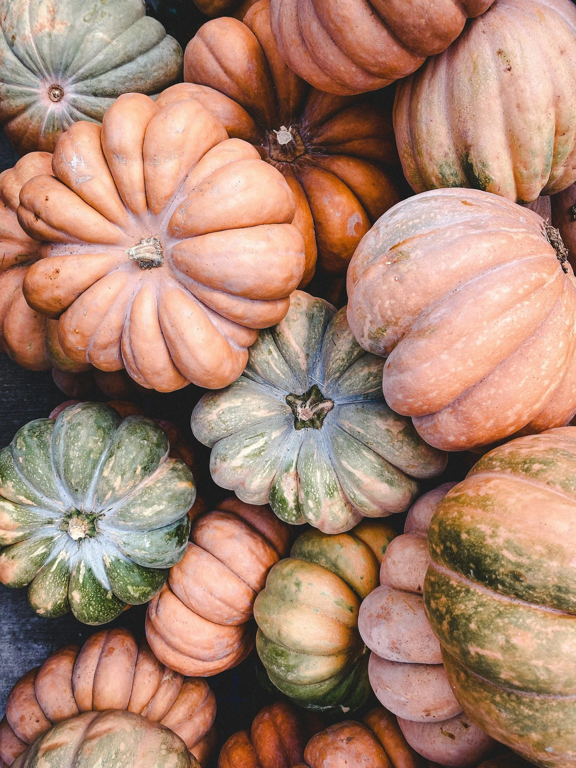 Fall Harvest Guide: Knowing When to Harvest Some of the Essentials